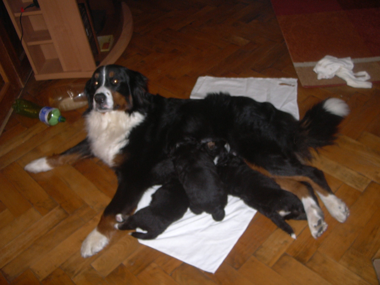 P1000843.JPG